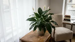 Spathiphyllum che non fiorisce? 8 cause comuni e soluzioni pratiche per farlo rifiorire